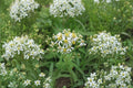Flat Topped Aster Seeds – Doellingeria umbellata Native Pollinator Wildflower – Late Summer Blooming Perennial