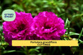 Purple Batik Portulaca Cuttings | Unrooted Succulent Starter | Drought-Tolerant Moss Rose Portulaca grandiflora