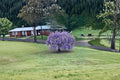 Purple Wisteria Live Vines 12–18" Climbing Flowering Vine Wisteria spp.