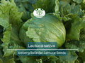 Iceberg Batavian Lettuce Seeds – Heirloom Lactuca sativa for Crisp Heads, Salad & Sandwiches, 700 Seeds
