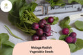 Heirloom Malaga Radish Seeds – Long Red Roots for Garden Planting, Non-GMO Raphanus sativus