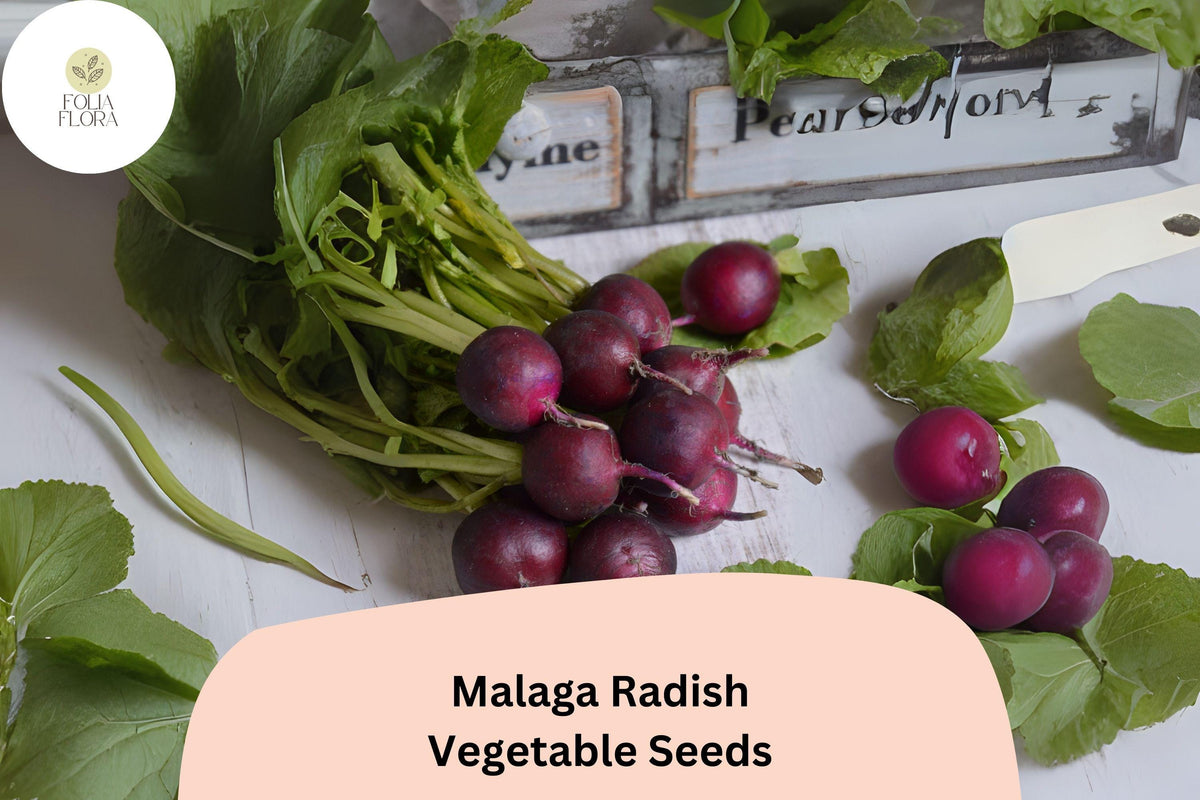 Heirloom Malaga Radish Seeds – Long Red Roots for Garden Planting, Non-GMO Raphanus sativus