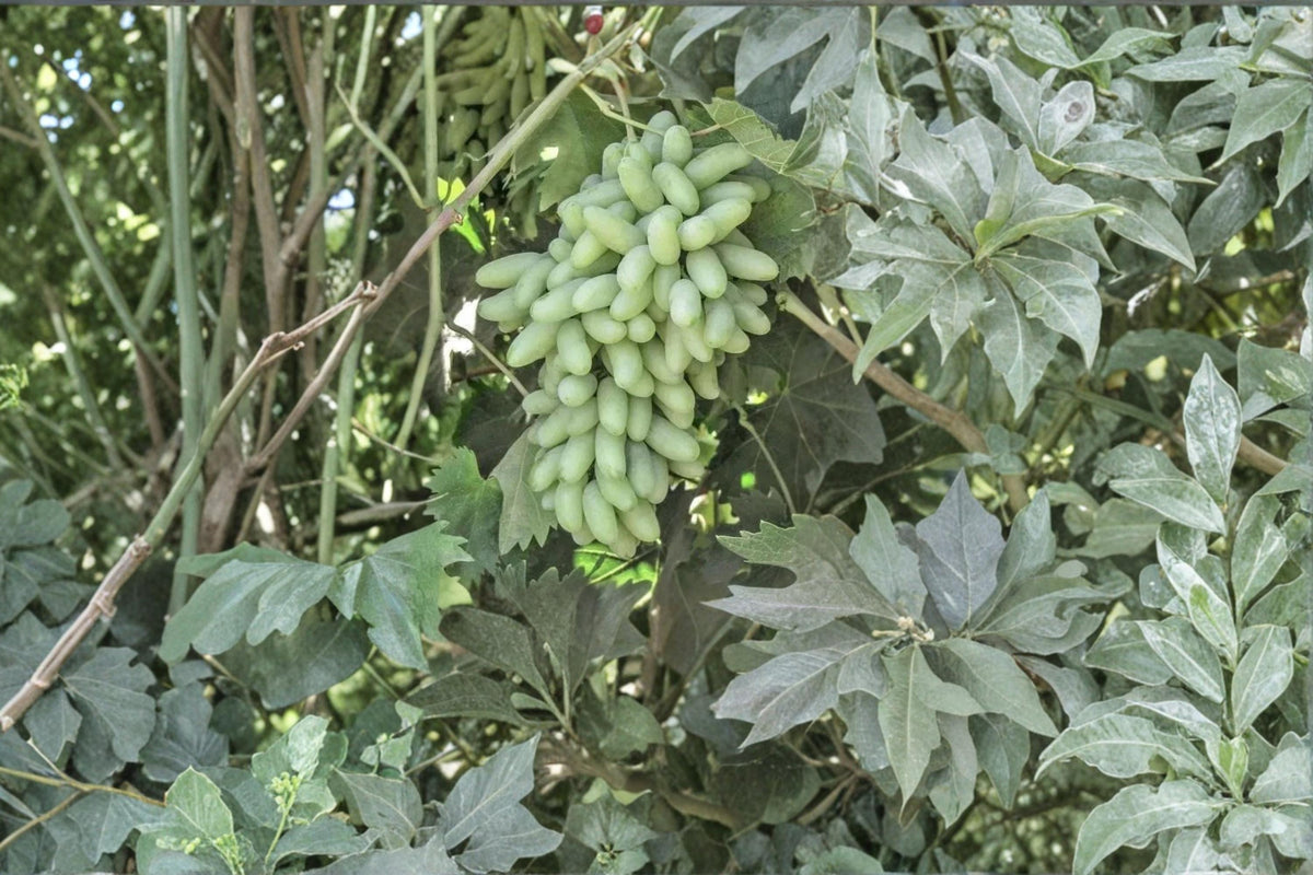 Waterfall Fingers Grape Cuttings, Vitis vinifera, Unrooted Climbing Fruit Vine, 6-8 Inches