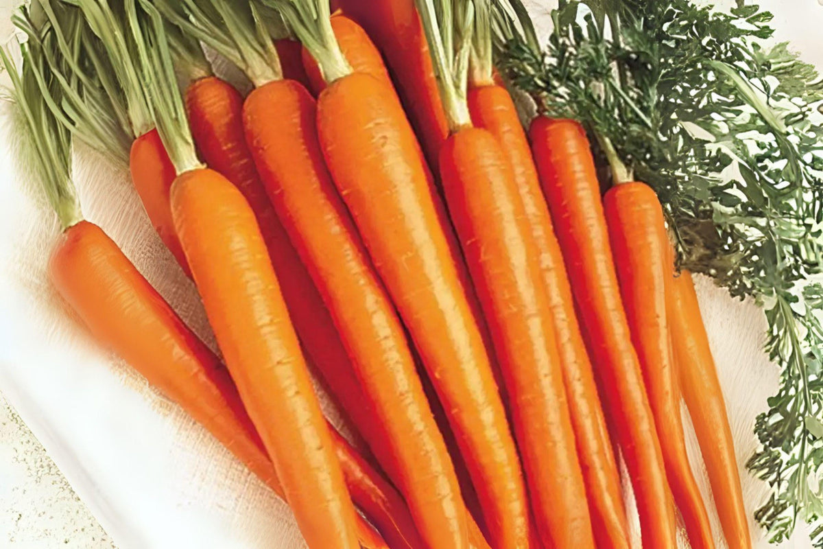 Tendersweet Carrot Seeds, Heirloom Variety, Sweet & Tender, 300 Pack, Daucus carota subsp. sativus
