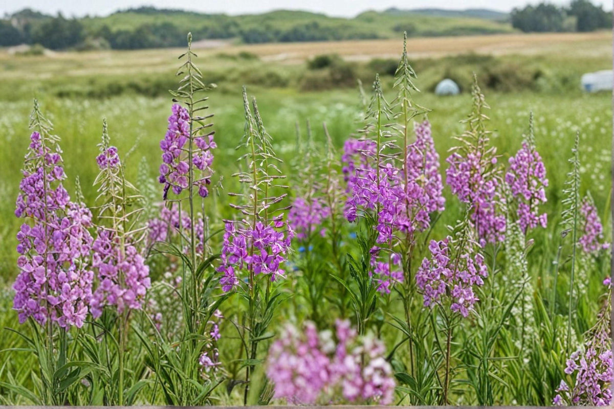 Fireweed Seeds – Native Wildflower, Vibrant Pink Blooms, Pollinator & Meadow Favorite, Chamaenerion angustifolium, Perennial Plant