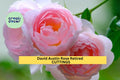 Pink English Garden Rose Cuttings – Fresh 6-8 Inch Fragrant Flowering Rose Propagation – Rosa × odorata