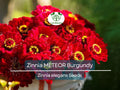 200 Zinnia Meteor Seeds – Burgundy Red Flowers, Pollinator Attracting, Non-GMO, Heirloom, Zinnia elegans