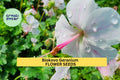 Biokovo Geranium Seeds – Perennial Groundcover with Pink & White Blooms – Geranium × cantabrigiense 'Biokovo' – 25+ Seeds