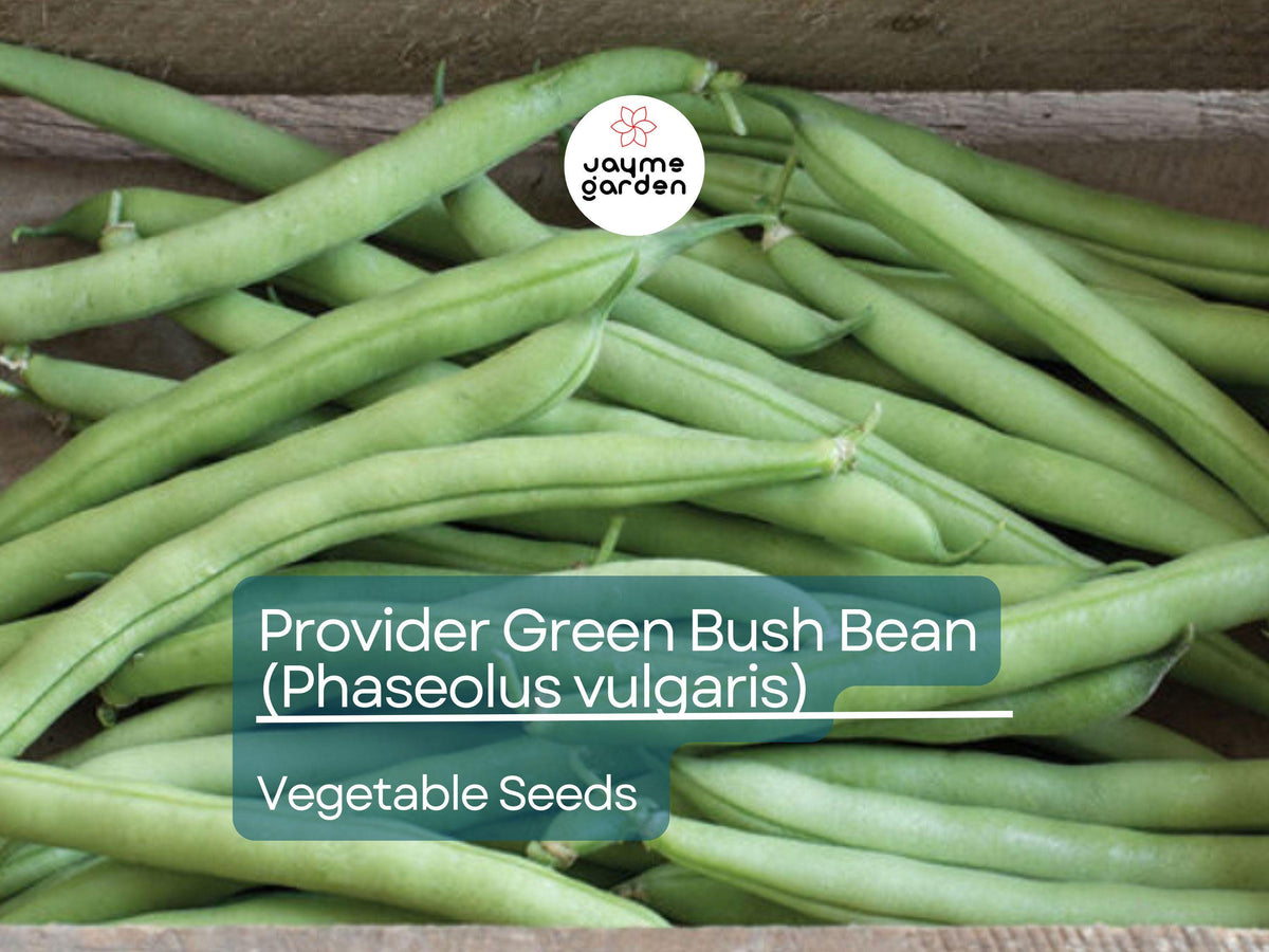 Provider Green Bush Bean Seeds – 5g Heirloom Non-GMO Phaseolus vulgaris, High-Yield, Fast-Growing Bush Beans for Garden & Containers