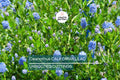 Ceanothus California Lilac Cuttings – Fragrant Blue Flowers, Drought-Tolerant, Unrooted 6-Inch Plants, USDA Zones 7-10