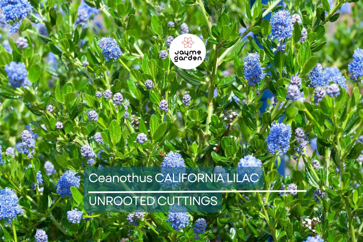 Ceanothus California Lilac Cuttings – Fragrant Blue Flowers, Drought-Tolerant, Unrooted 6-Inch Plants, USDA Zones 7-10
