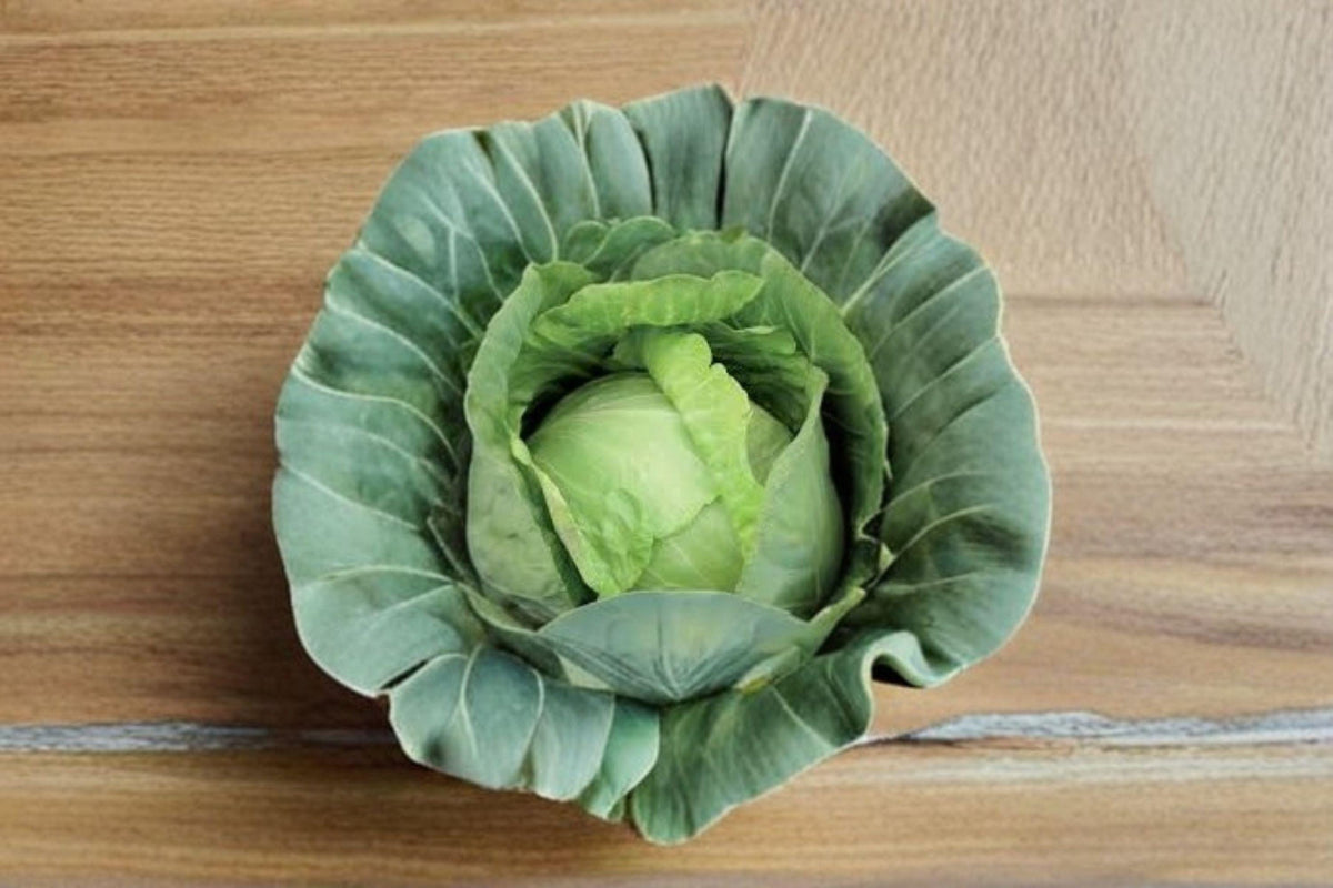 Cabbage Seeds – Copenhagen Market Heirloom Green Brassica oleracea var. capitata, Cold-Hardy, Early, Dense Heads