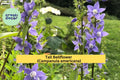 Tall Bellflower Seeds 500 Pack | Campanula americana Native Wildflower for Pollinator Gardens & Woodland Edges
