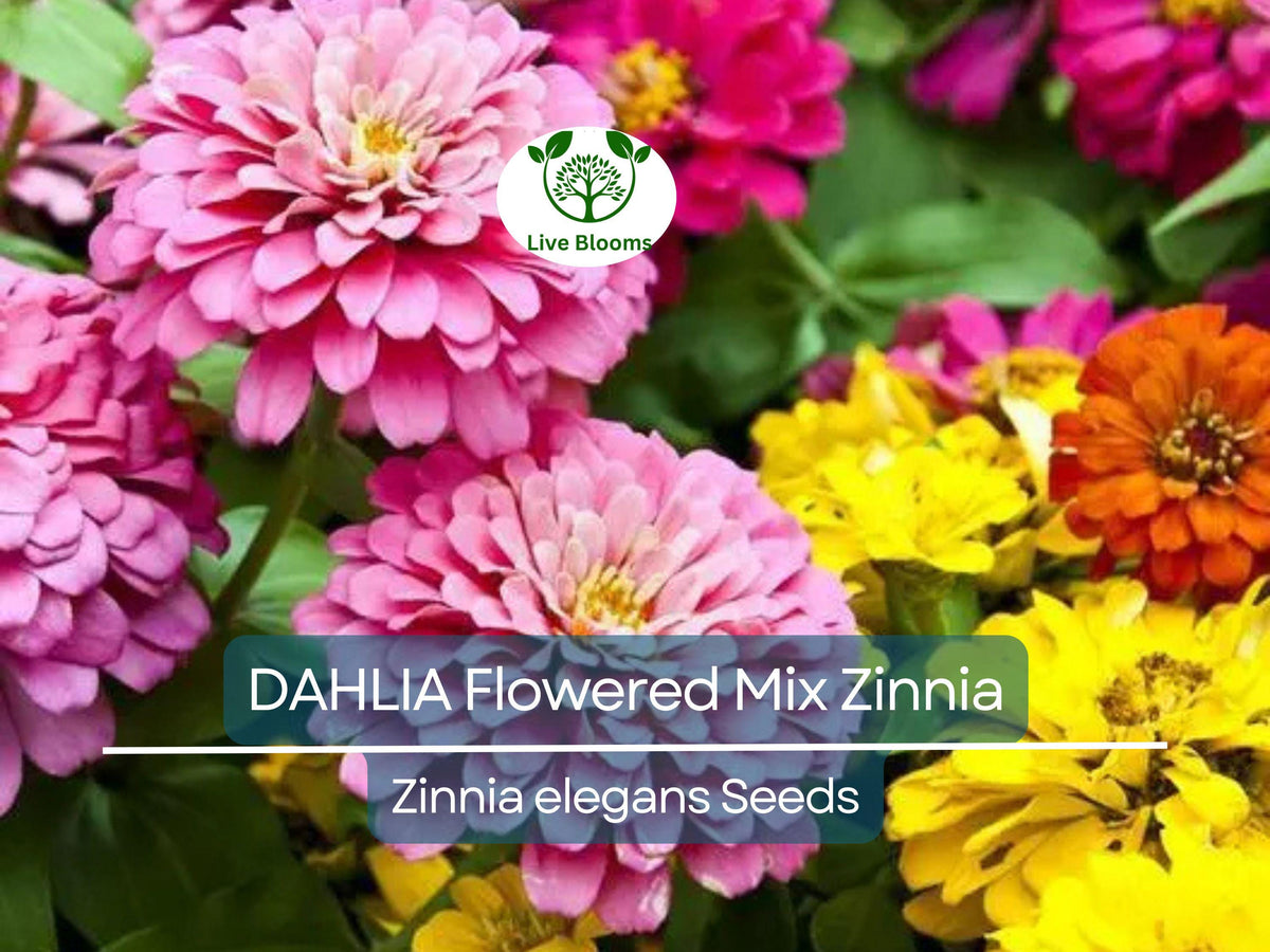 200 Zinnia elegans Dahlia-Style Flowered Mix Seeds – Vibrant, Pollinator-Friendly, Non-GMO Garden Flowers