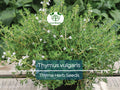 350 Thyme Seeds for Planting - Thymus vulgaris Herb for Cooking & Garden, Aromatic Culinary Herb, Easy to Grow, Compact, Perennial