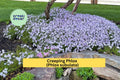 8 Creeping Phlox Live Plants | Lavender Perennial Groundcover | Phlox subulata Bare Root Starter Plants for Landscaping