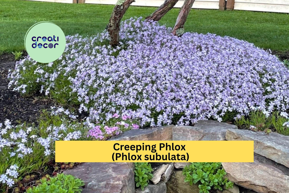 8 Creeping Phlox Live Plants | Lavender Perennial Groundcover | Phlox subulata Bare Root Starter Plants for Landscaping