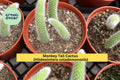 Live Monkey Tail Cactus Plant – Hildewintera colademononis, Fuzzy Trailing Succulent in 4" Pot