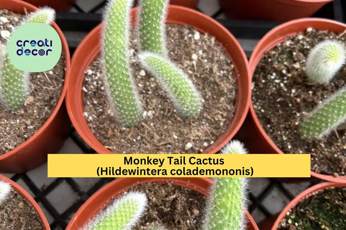 Live Monkey Tail Cactus Plant – Hildewintera colademononis, Fuzzy Trailing Succulent in 4" Pot