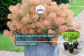 Young Lady Pink Smoke Bush Starter Plant | Compact Cotinus x 'Young Lady' with Smoky Pink Blooms