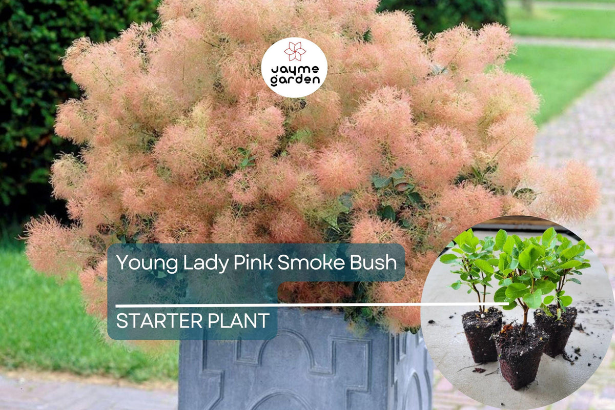 Young Lady Pink Smoke Bush Starter Plant | Compact Cotinus x 'Young Lady' with Smoky Pink Blooms