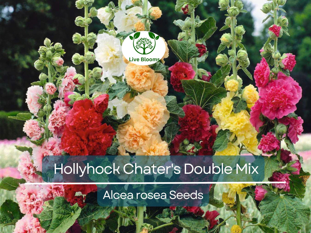 Hollyhock Seeds, Chater's Double Mix, Peony Flowered, Biennial, Non-GMO, Alcea rosea, Garden Flowers, Hardy, Easy to Grow