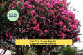 Hot Pink Crepe Myrtle Plants | Lagerstroemia indica | Set of 2 Live Rooted Shrubs with Summer Blooms
