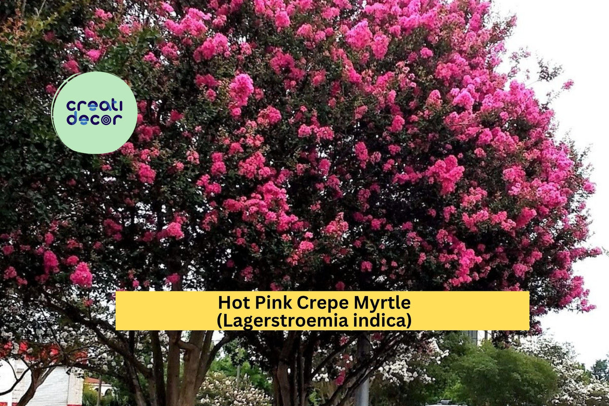 Hot Pink Crepe Myrtle Plants | Lagerstroemia indica | Set of 2 Live Rooted Shrubs with Summer Blooms