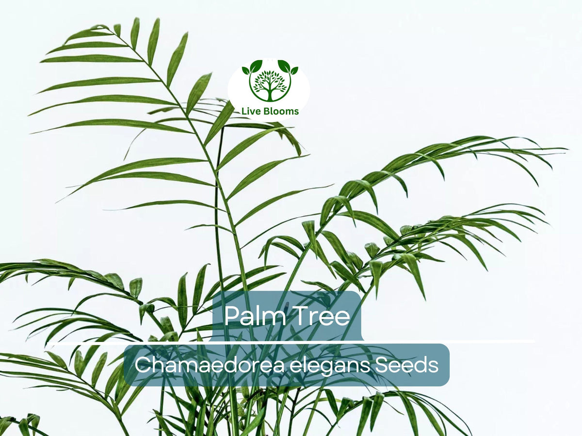 15 Indoor Palm Tree Seeds | Chamaedorea elegans Parlor Palm, Low-Light, Easy Care, Non-GMO Houseplant Seeds