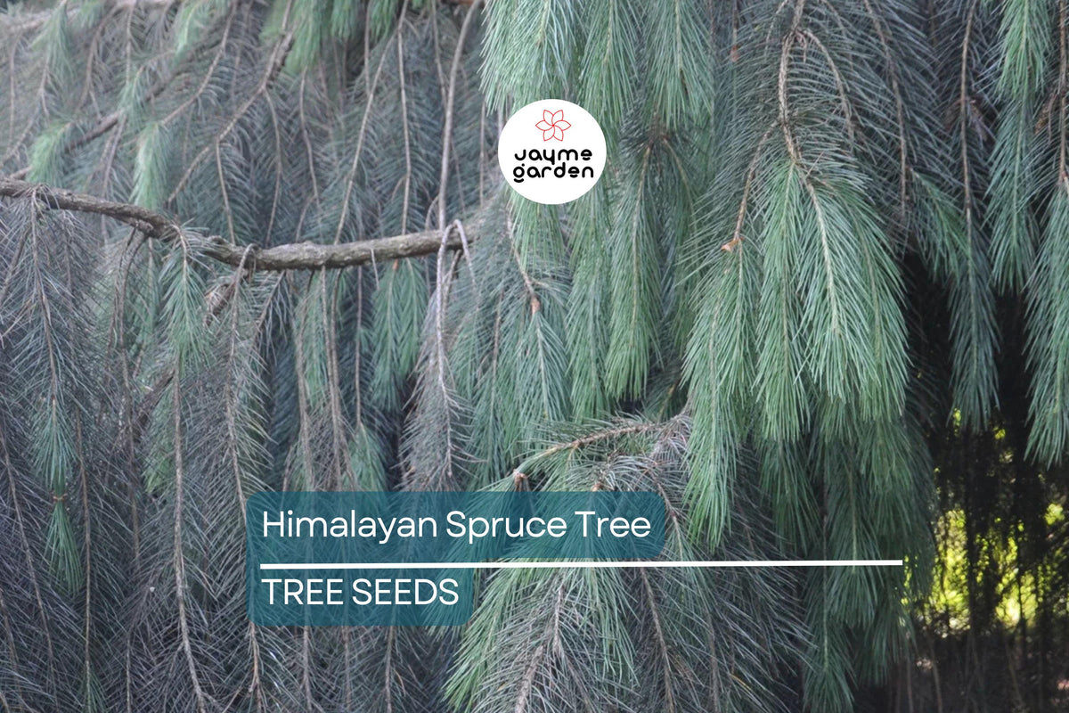 Himalayan Spruce Seeds, Picea smithiana, Weeping Evergreen Tree, Bonsai Conifer, Landscaping, Ornamental, Fast Growing