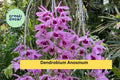 Dendrobium anosmum Orchid Live Plant Division | Tropical Purple Hono-Hono Orchid for Indoor Outdoor Growing