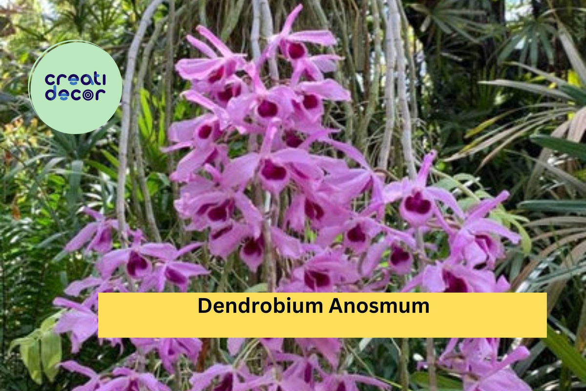 Dendrobium anosmum Orchid Live Plant Division | Tropical Purple Hono-Hono Orchid for Indoor Outdoor Growing