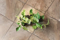 Marble Queen Pothos Rooted Cuttings Variegated Epipremnum aureum Indoor Houseplant, Trailing Vine