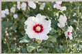 Swamp Rose Mallow Seeds, Hibiscus moscheutos, Native Perennial Wildflower, Large Blooms, Wet Soil, Pollinator Attractant