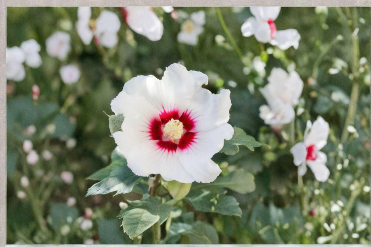 Swamp Rose Mallow Seeds, Hibiscus moscheutos, Native Perennial Wildflower, Large Blooms, Wet Soil, Pollinator Attractant