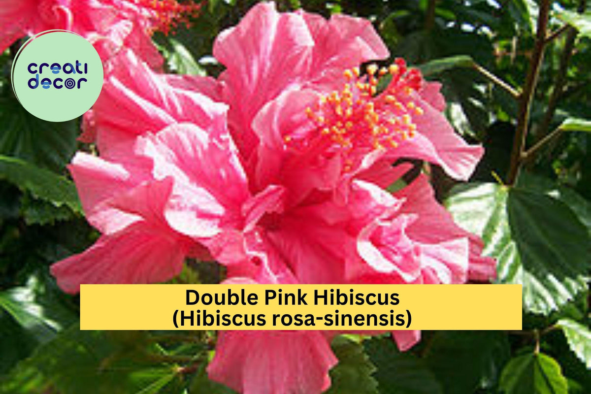 Live Double Pink Hibiscus Plant – Tropical Flowering Shrub with Large Ruffled Blooms – Hibiscus rosa-sinensis in Pot