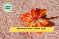 Christmas Cactus Starter Plant – Sunset Strip Schlumbergera truncata with Orange-Gold Blooms, Indoor Holiday Succulent