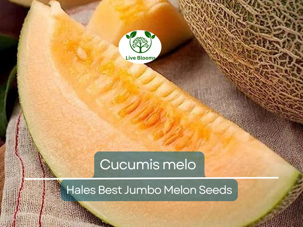 Hales Best Jumbo Melon Seeds – Heirloom Cantaloupe (Cucumis melo) for Home Garden, Juicy & Sweet, Non-GMO, 35 Seeds