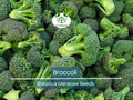 2000 Bulk Broccoli Seeds - Microgreens & Planting Brassica oleracea Non-GMO Vegetable Seeds