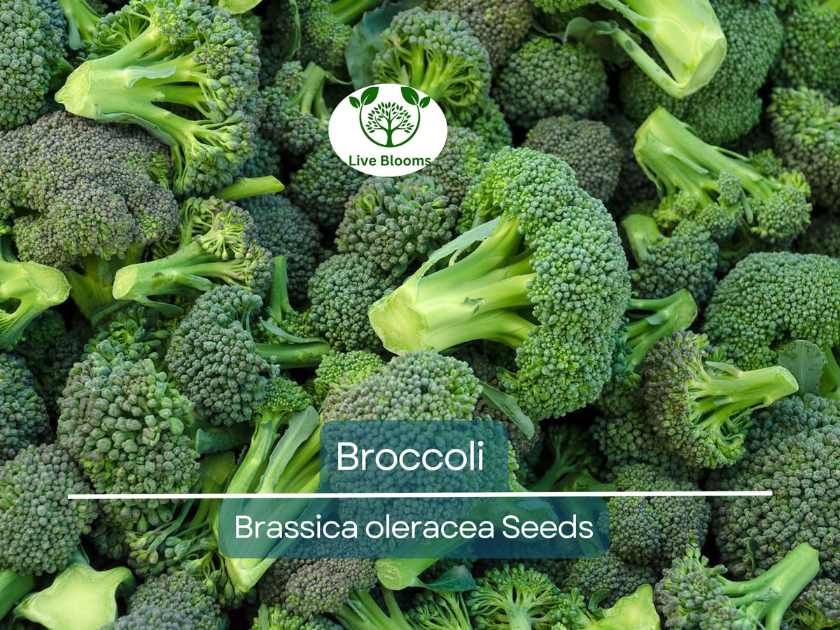 2000 Bulk Broccoli Seeds - Microgreens & Planting Brassica oleracea Non-GMO Vegetable Seeds
