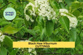 Blackhaw Viburnum Cutting | Native Viburnum prunifolium for Landscaping & Wildlife Gardens