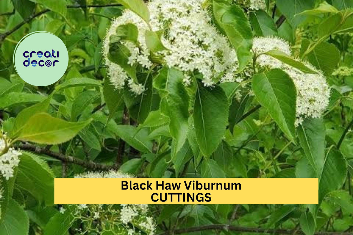 Blackhaw Viburnum Cutting | Native Viburnum prunifolium for Landscaping & Wildlife Gardens