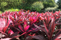 Hawaiian Lilinoe Red Ti Leaf Cuttings 6 Inch Cordyline fruticosa Tropical Foliage Plant