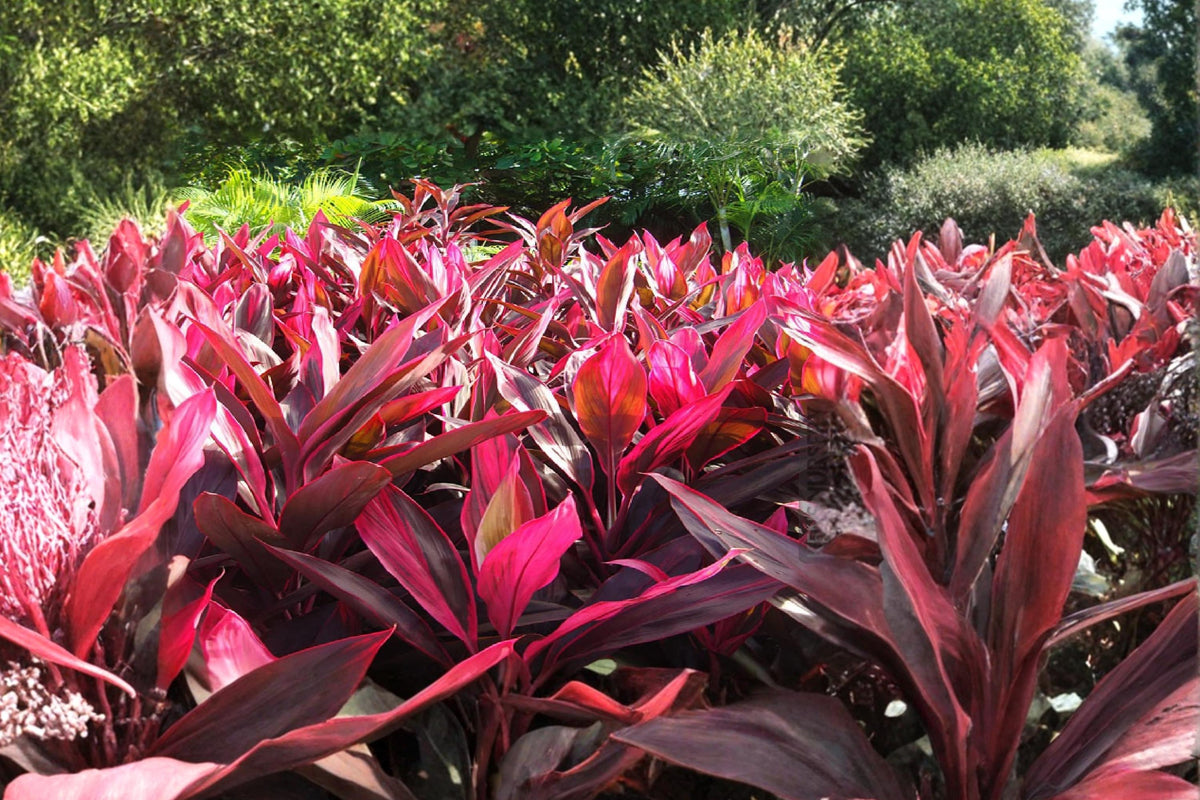Hawaiian Lilinoe Red Ti Leaf Cuttings 6 Inch Cordyline fruticosa Tropical Foliage Plant