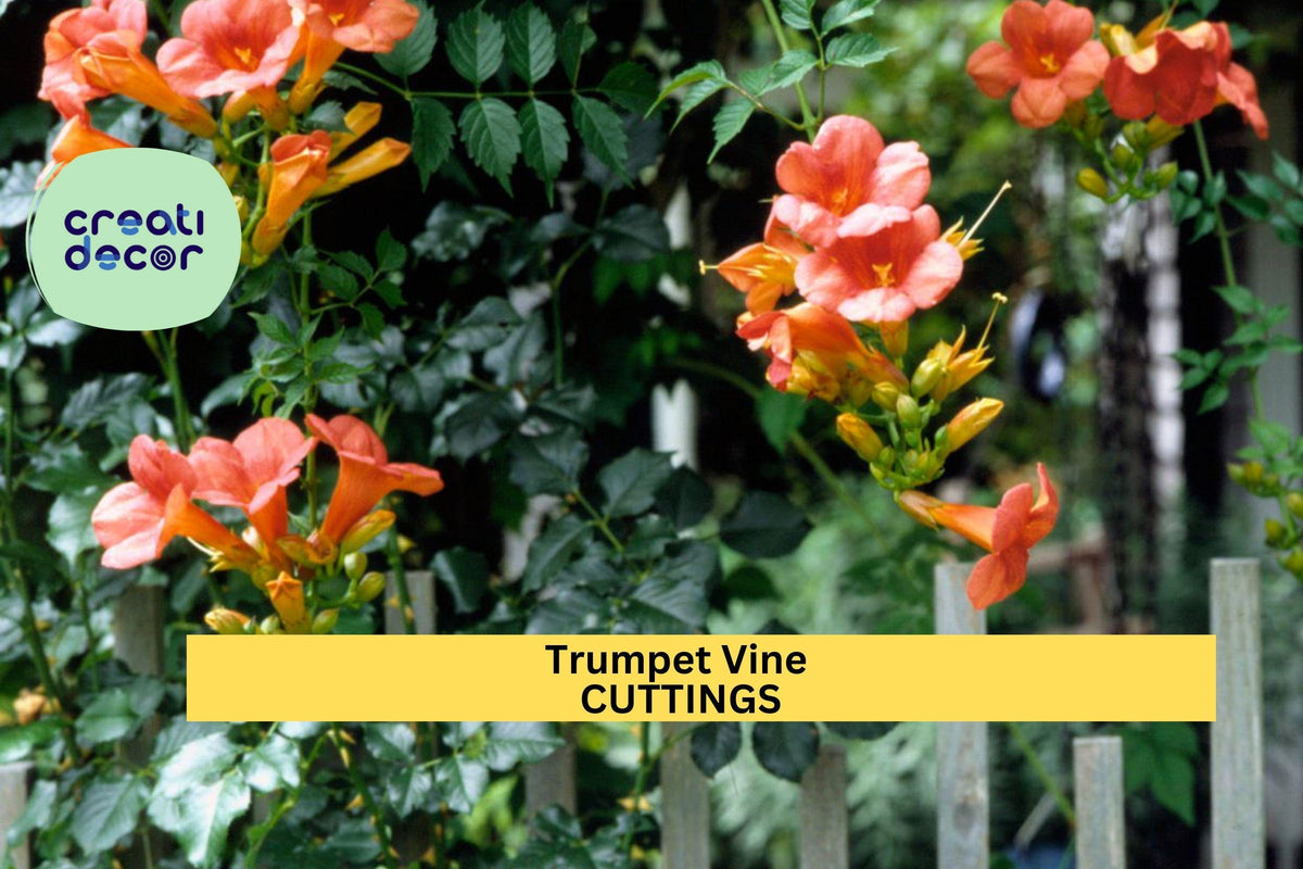 5 Trumpet Vine Cuttings | Campsis radicans | Organic Non-GMO Hummingbird Vine for Fences & Trellises