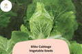 Bulk Bilko Cabbage Seeds | Hybrid Napa Variety | Brassica rapa Pekinensis | Tender Leaves & Mild-Sweet Flavor