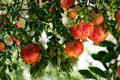 Fleishman Pomegranate Cuttings 6-8" | Punica granatum Fruit Tree Propagation Material