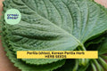 3pcs Korean Perilla Shiso Seeds – Aromatic Culinary Herb for Korean Recipes, Garden & Containers – Perilla frutescens