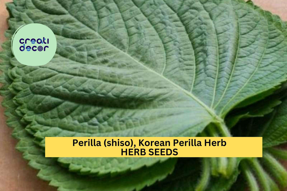 3pcs Korean Perilla Shiso Seeds – Aromatic Culinary Herb for Korean Recipes, Garden & Containers – Perilla frutescens