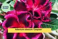 Desert Rose ‘Caspian’ Adenium obesum Live Rooted Succulent Plant 4–6 Inches, Miniature Flowering Bonsai for Home Garden